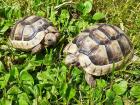 Breitrand Schildkröten NZ 2021